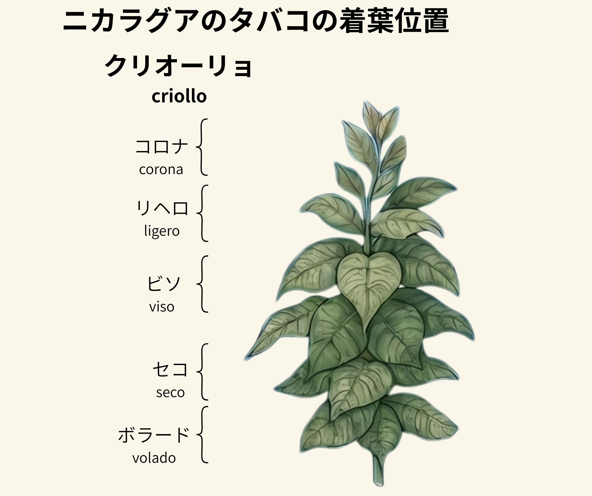 クリオーリョ・コロホ 葉の種類