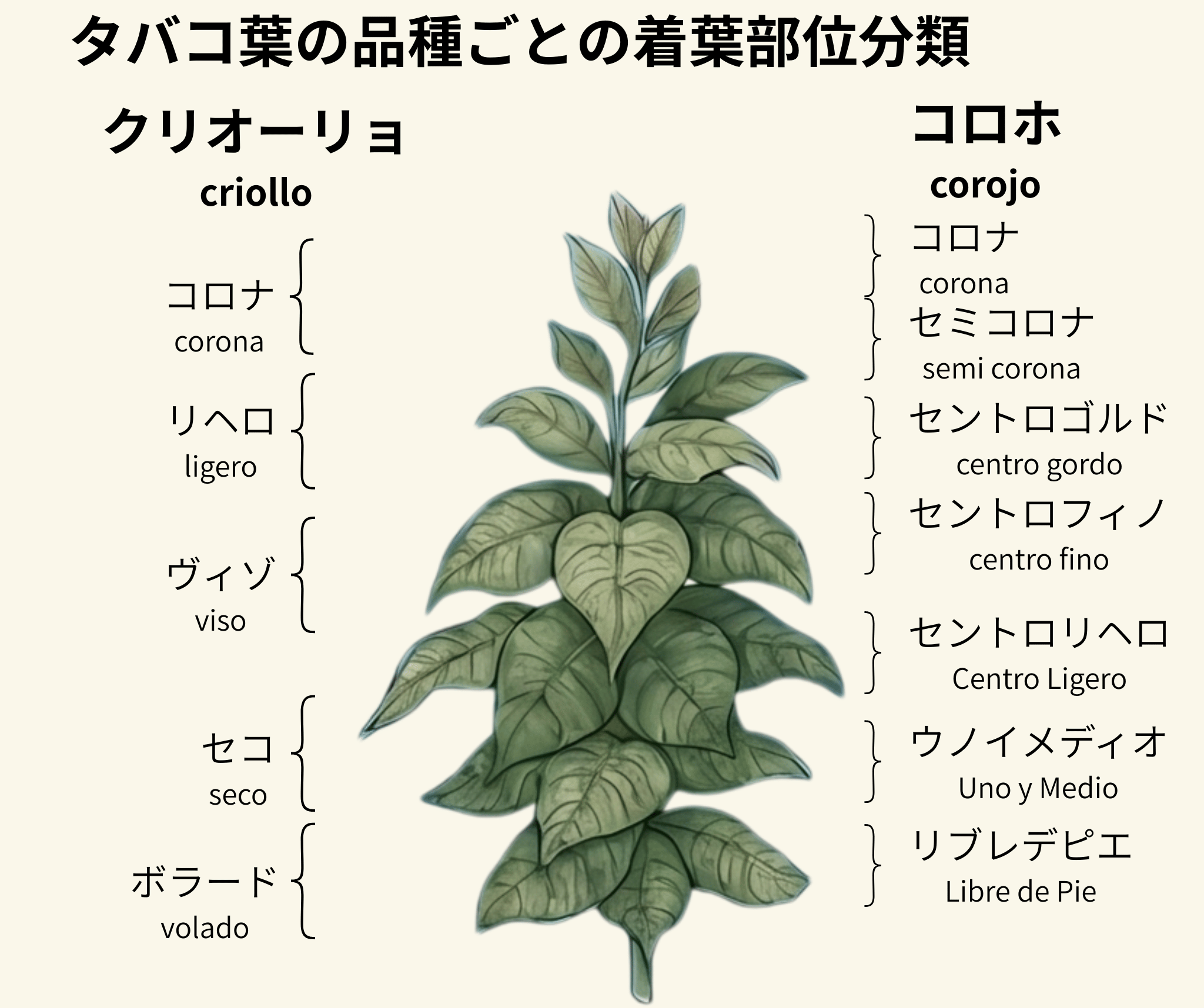 クリオーリョ・コロホ 葉の種類